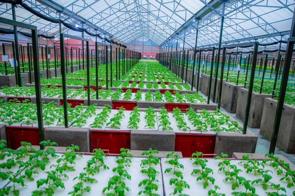 Isi – Ubuhinzi bwo mu nzu bukomeje kwiyongera ku rwego mpuzamahanga